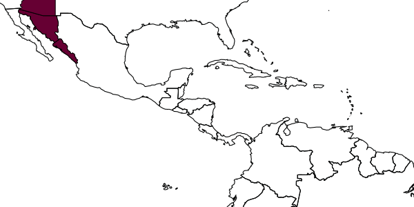 map of Pseudisobrachium werneri     Evans, 1967